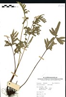 藏品(細樣半邊蓮(半邊羽裂鳳尾蕨))的圖片